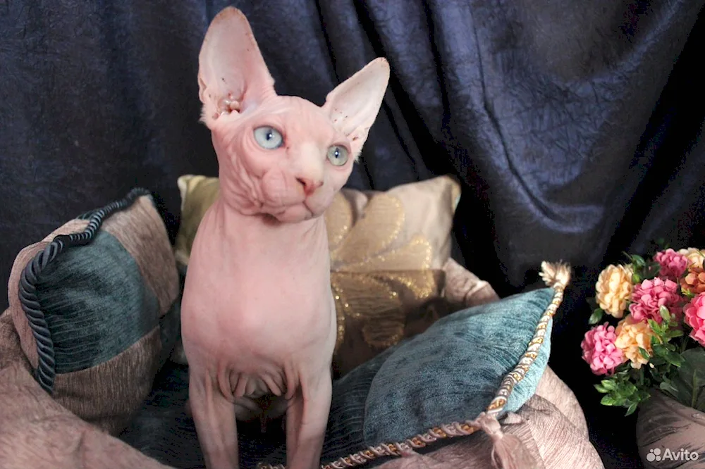 Don sphynx kittens