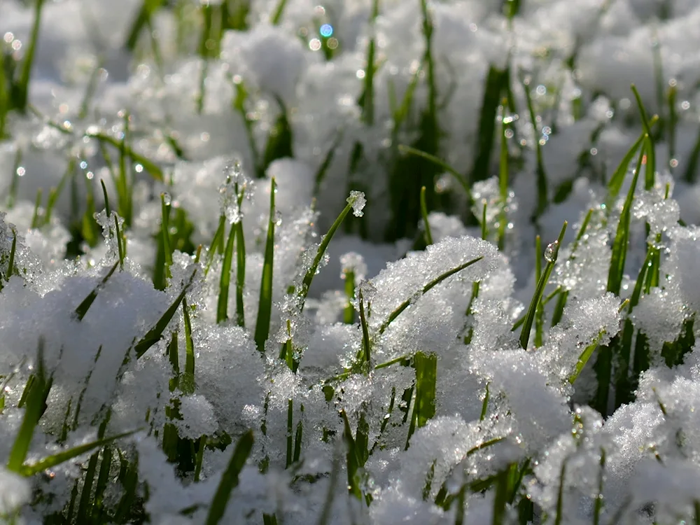 Plants in winter