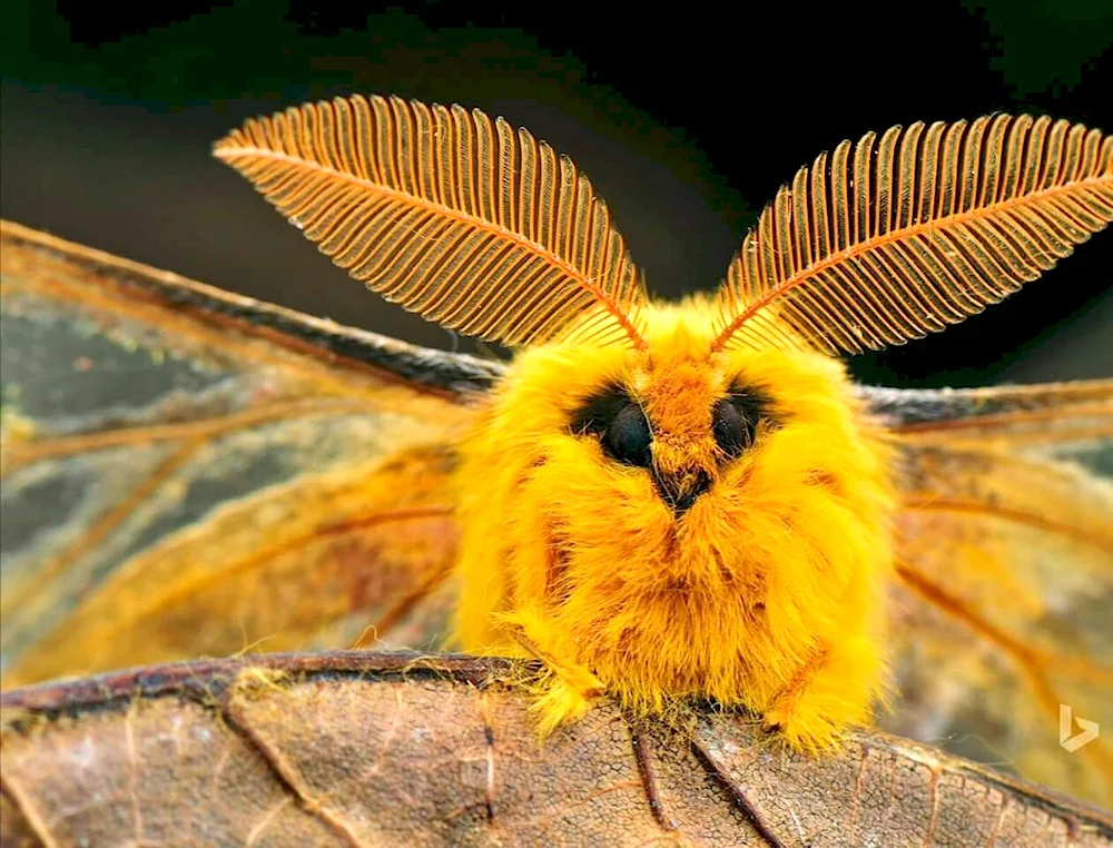 Mulberry silkworm moth