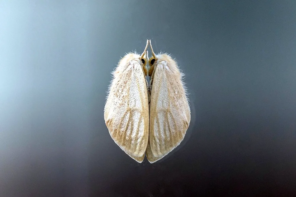 Venezuelan poodle moth