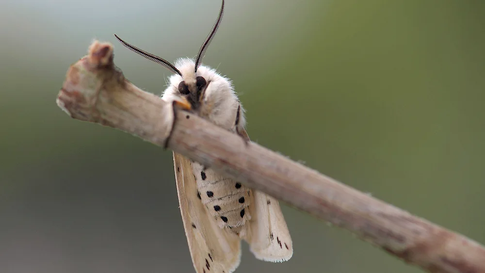 Calyptra basilistica