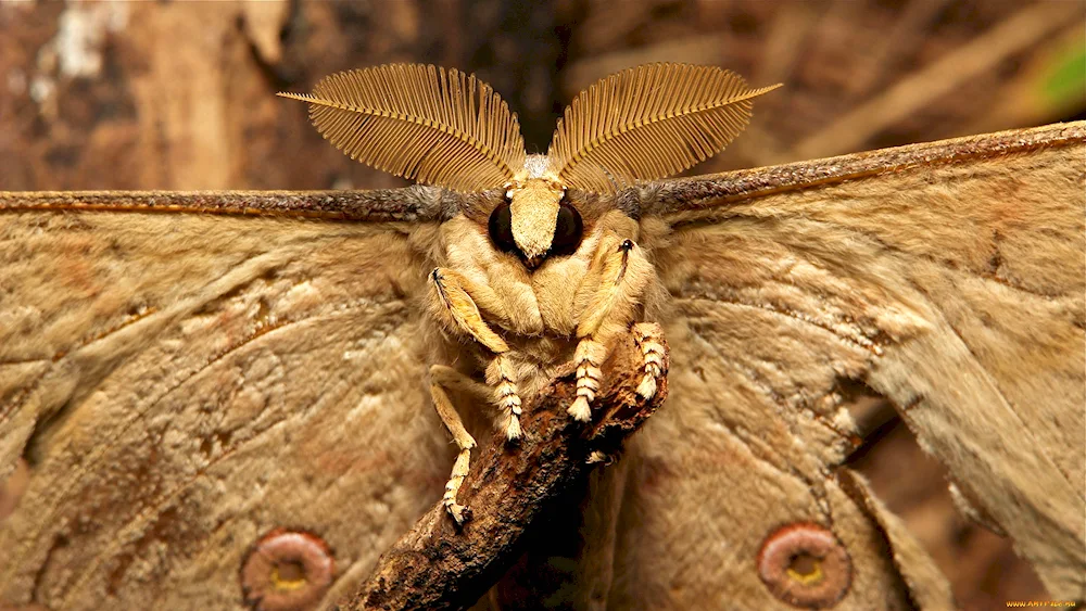 Mulberry silkworm moth