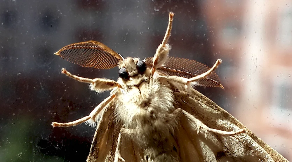 Mulberry silkworm moth