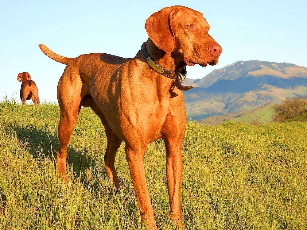 Welsh springer. spaniel