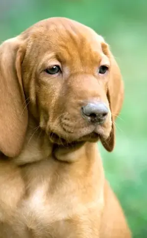 Hungarian lion dog