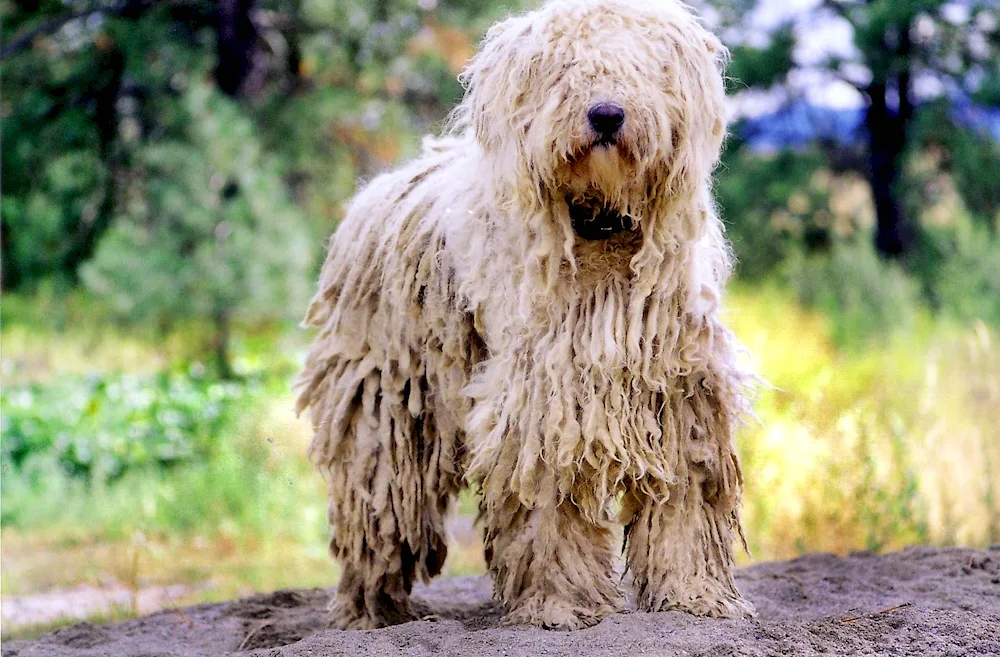 Tibetan mastiff