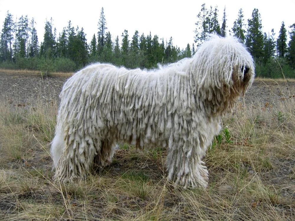 Hungarian Sheepdog Komandor