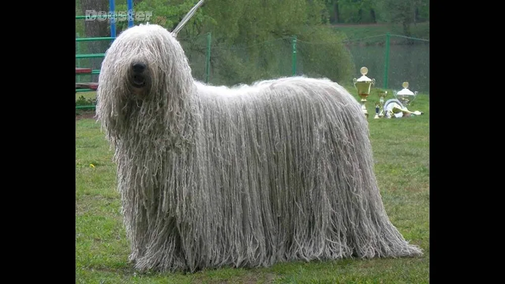 Hungarian shepherd sheepdog Komandor