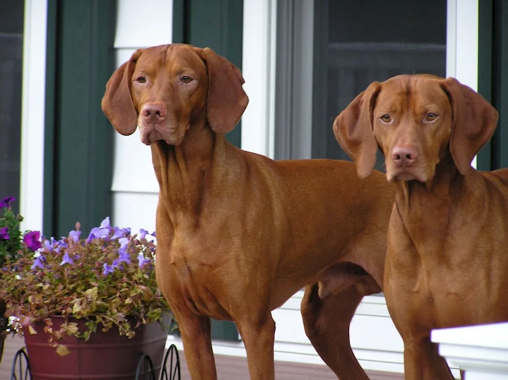 Australian Shorthaired Pinscher