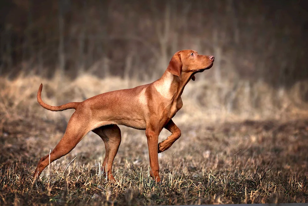 Weimaraner labrador