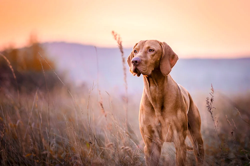 Setter hunting dog breeds