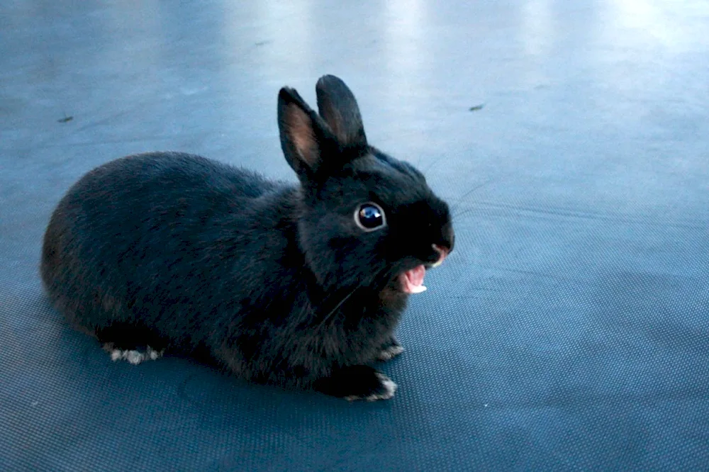 Venna blue dwarf rabbit