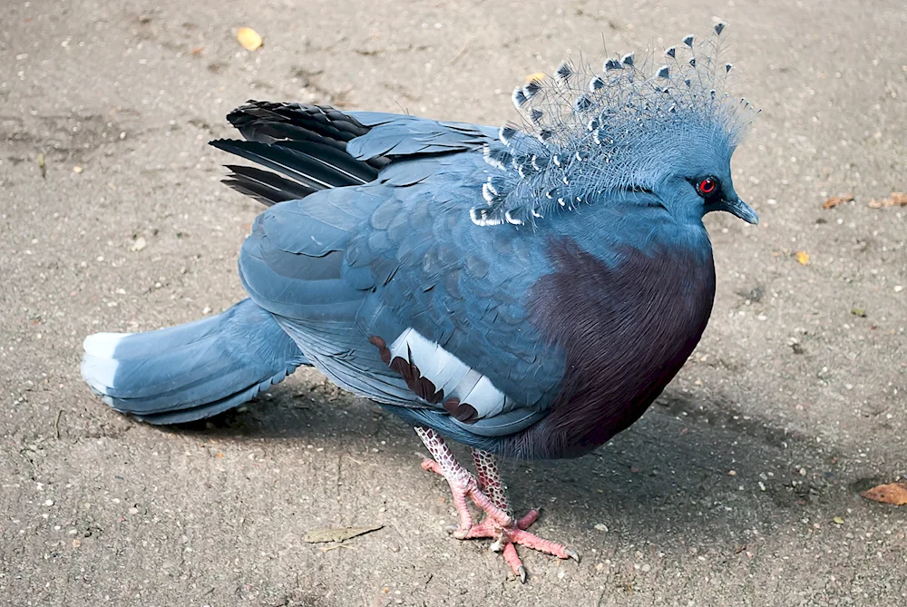 Pigeon Pigeon