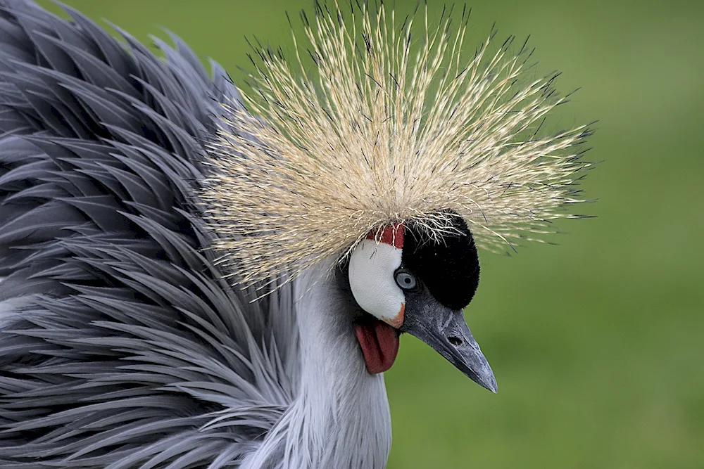 Eastern crowned crane