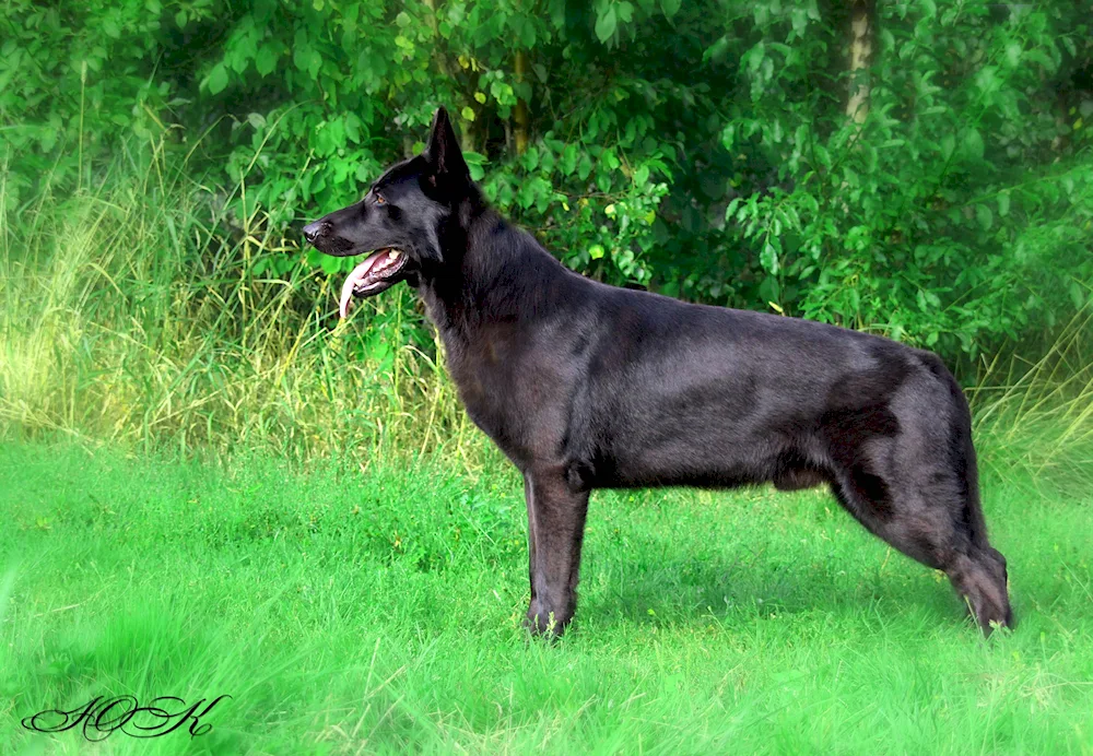 Belgian Shepherd Black Smoothhair