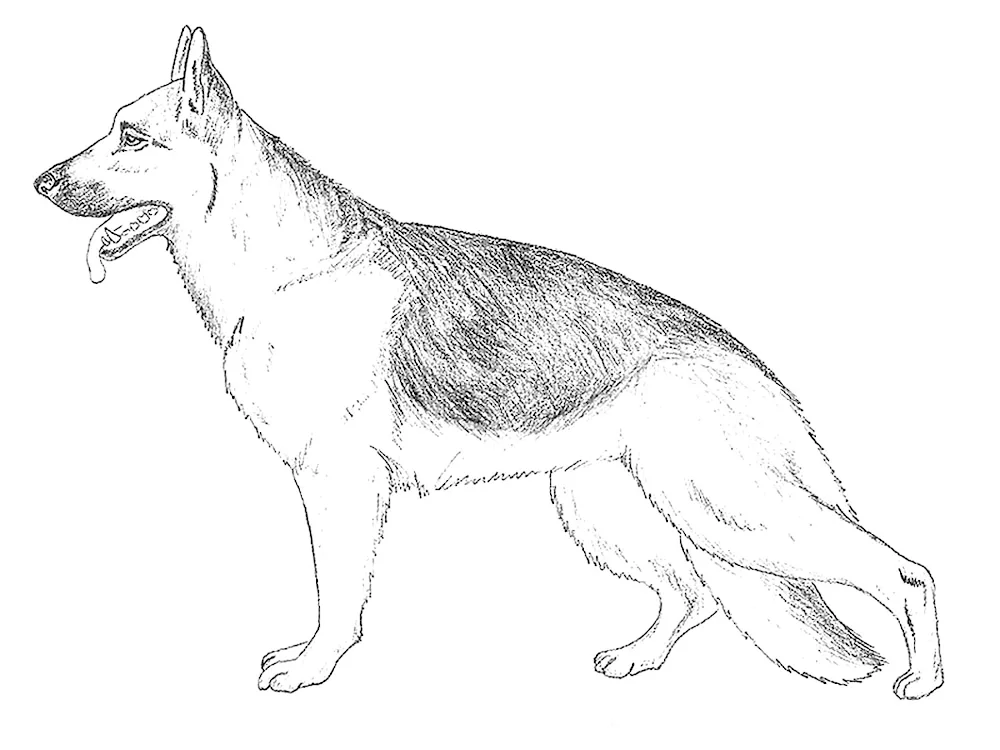 Shepherd for sketching