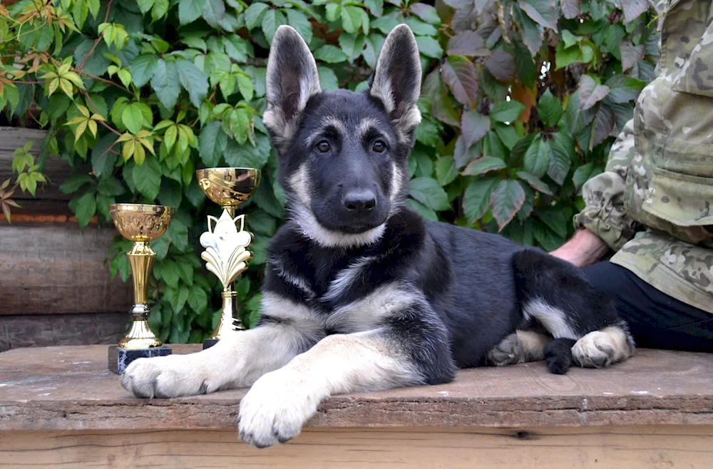 Eastern European Shepherd Black