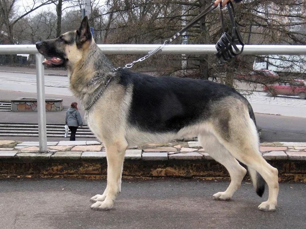 German Shepherd Shepherd Short-Haired