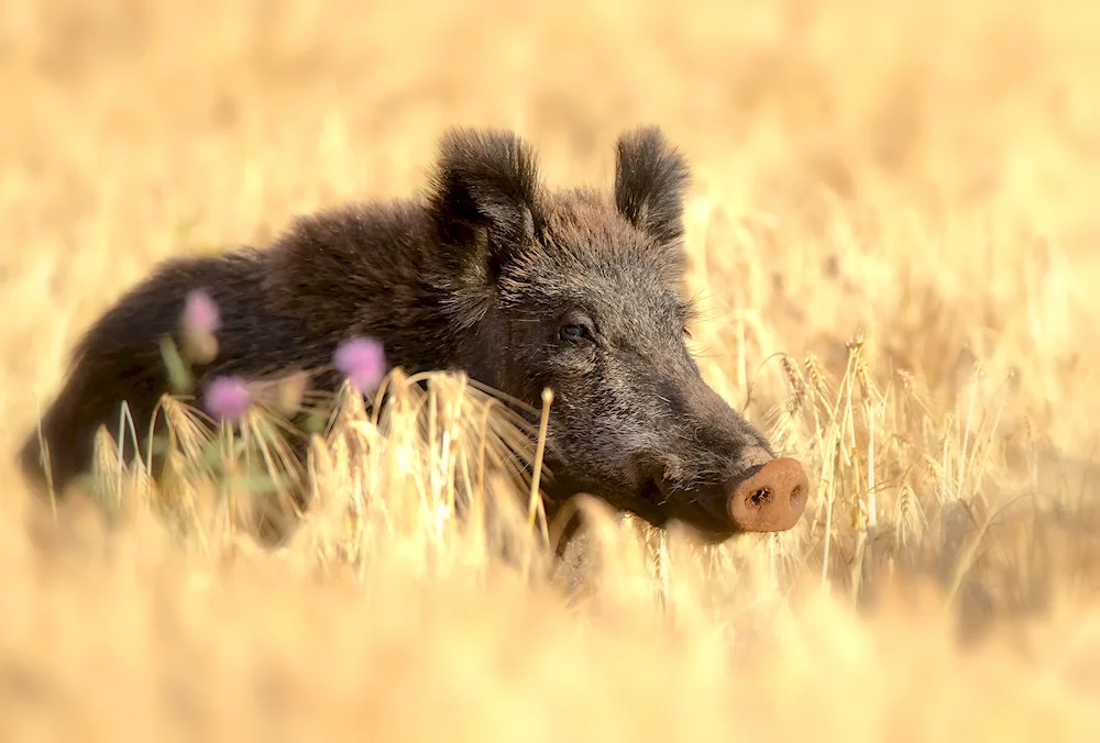 Weeper boar