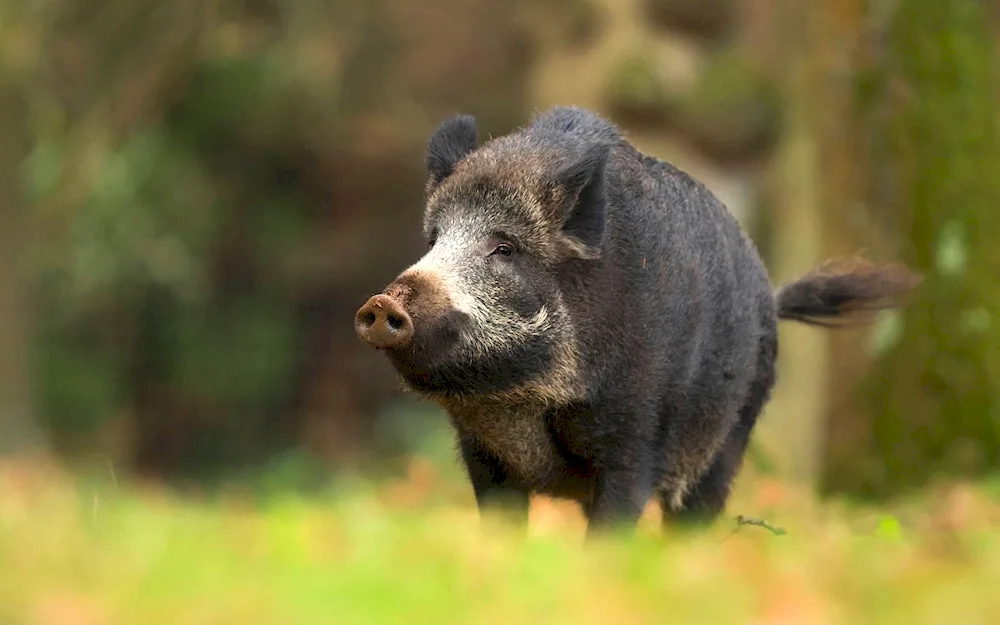 Weeper boar