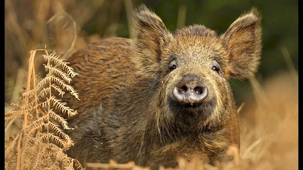 European boar