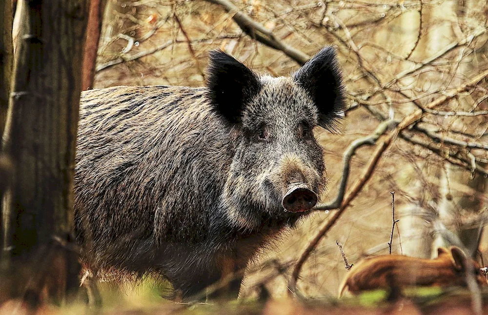 Wild boar