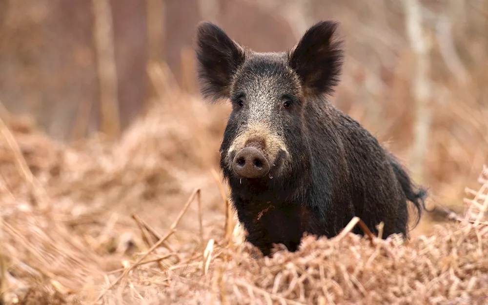 Wild boar with boar cubs