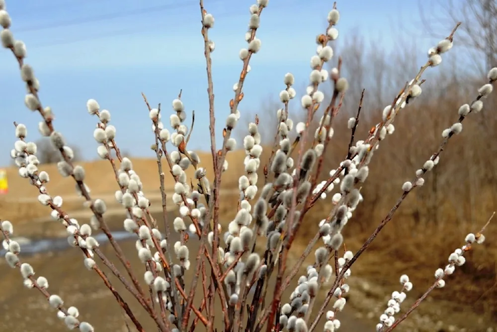 Verba tree