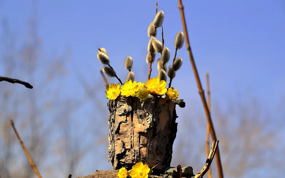 Verba tree bark