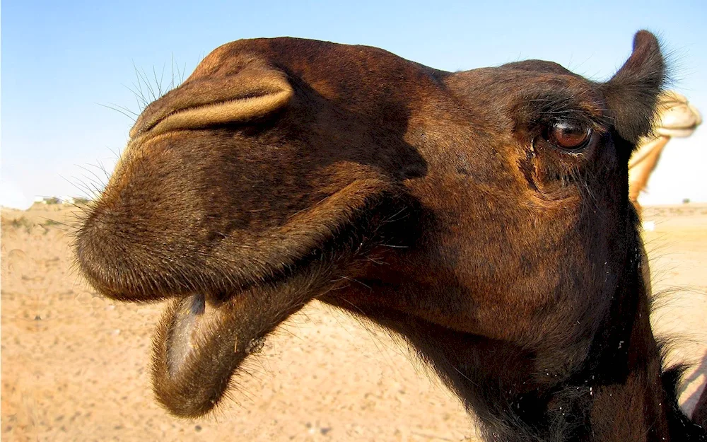 Caranar camel