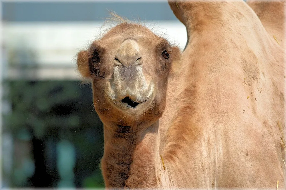 Camel in Abu- Dabi