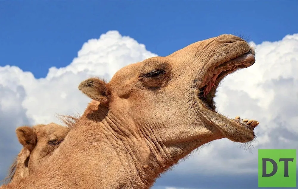 Camel's lips