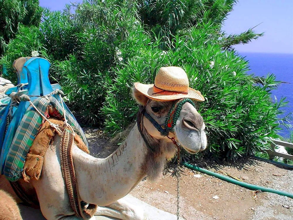 Funny camel