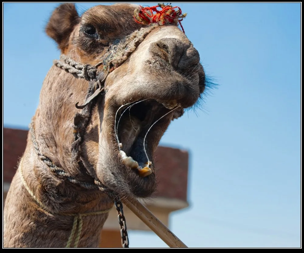 Two-humped Bactrian camel