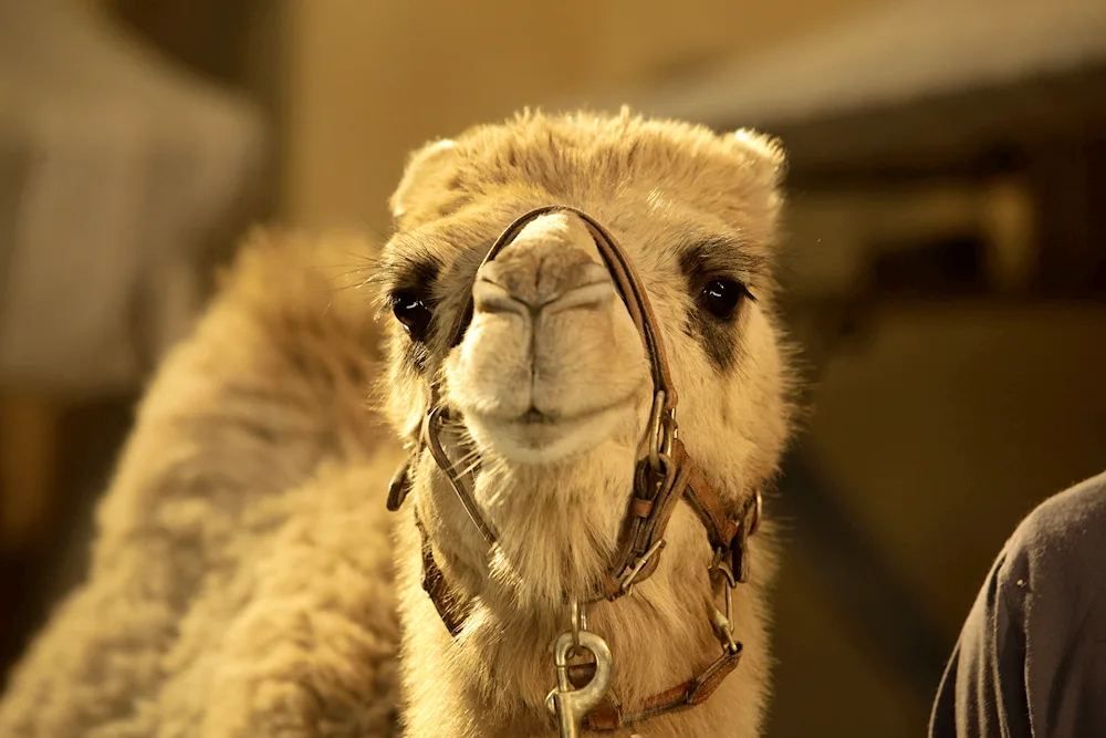 Funny camel