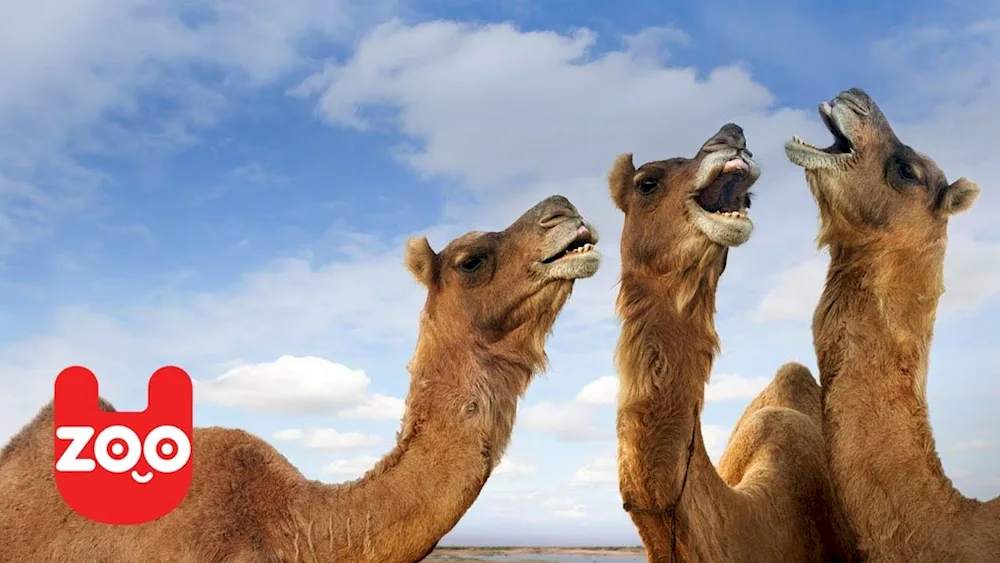 Dromedary camel