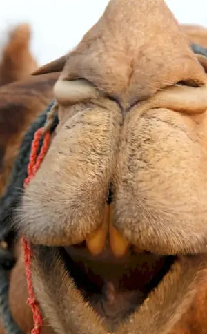 Camel