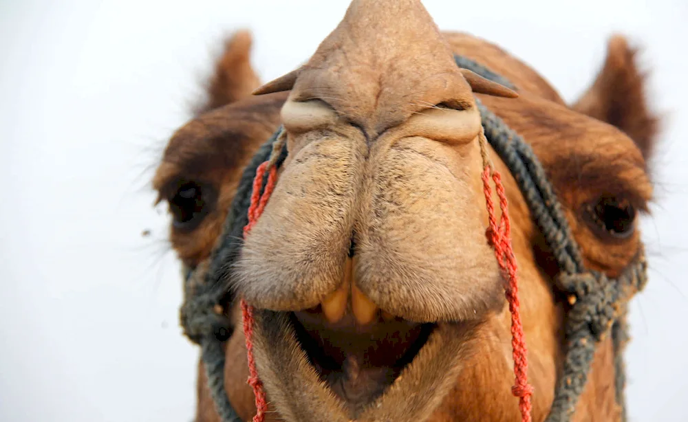 Camel