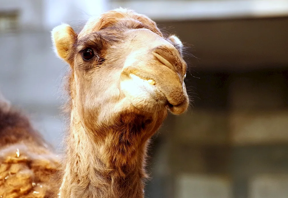 Funny camel
