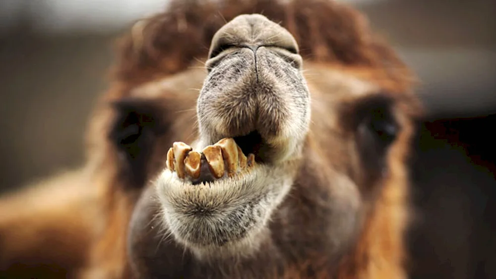 Camel camel