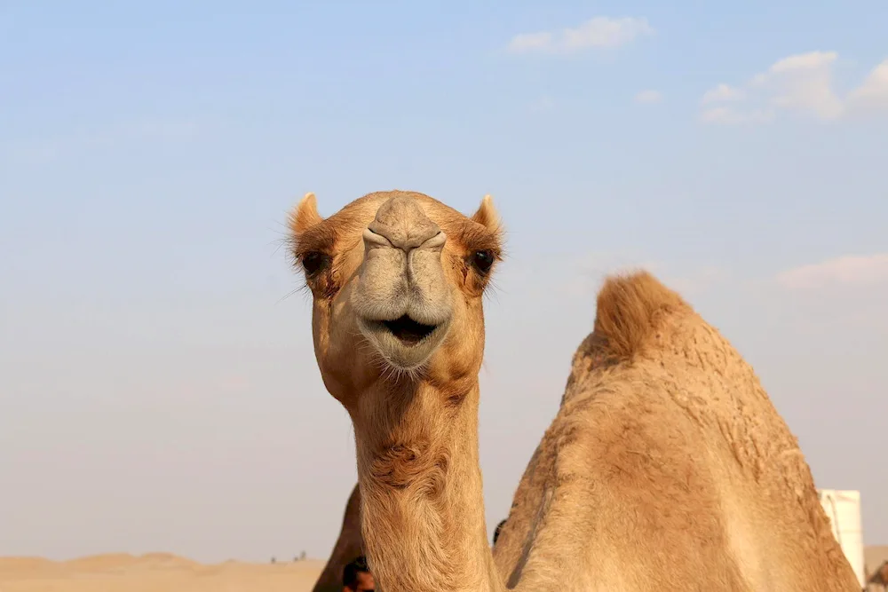 Camel camel