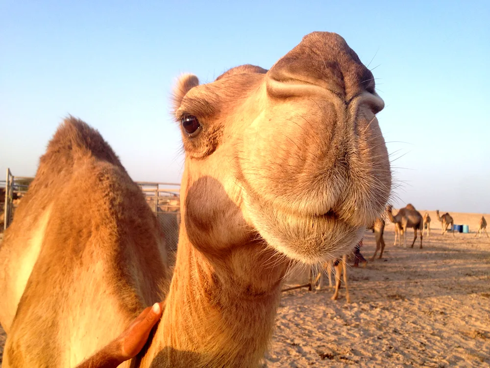 Egypt. Pyramids Camels