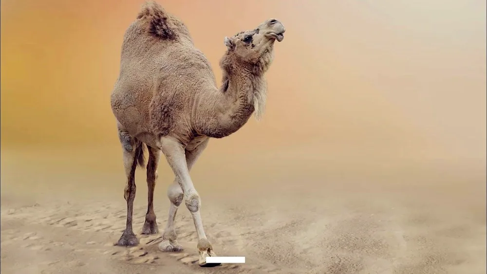 Her camel