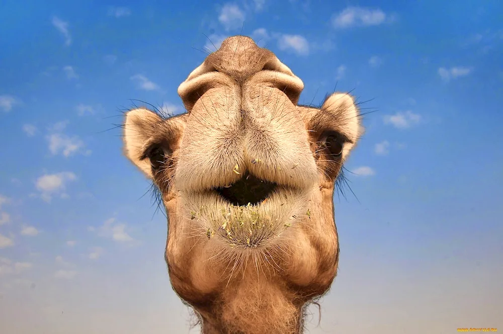 Camel