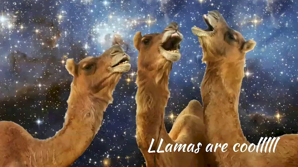 Lama alpaca camel