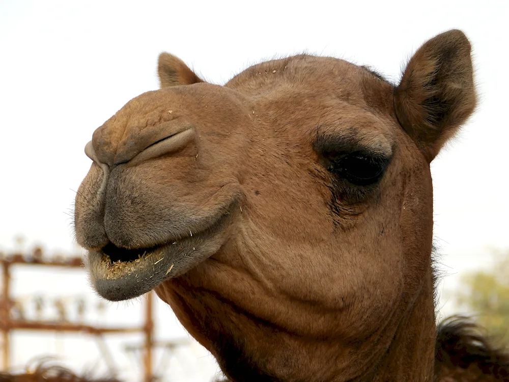 Camel camel mordan