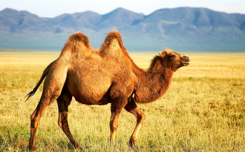 Dromedary camel