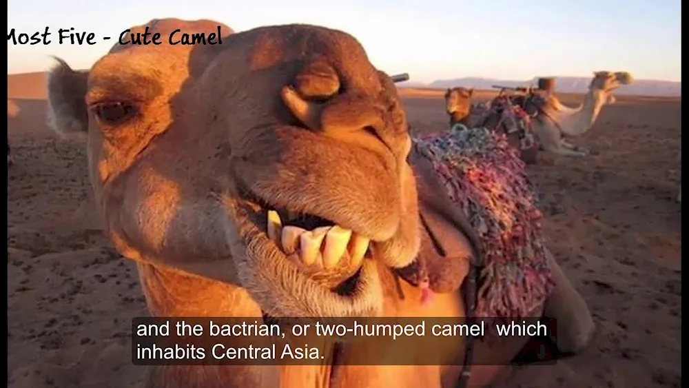 Dromader camel