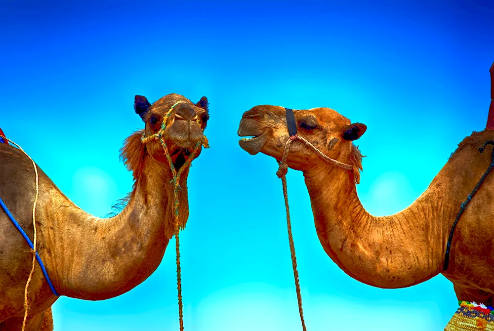 Bactrian double-humped camel