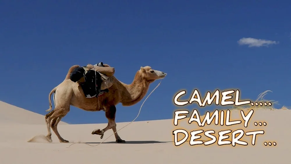 Funny camel